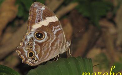 Lethe rohria daemoniaca Fruhstorfer, 1908 波紋黛眼蝶