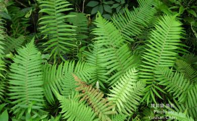 Sphaerostephanos taiwanensis (C.Chr.) Holttum ex C.M.Kuo 臺灣圓腺蕨