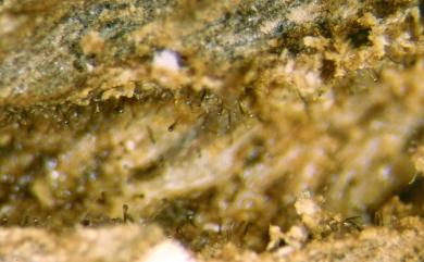 Graphium penicillioides 帚狀黏束孢黴
