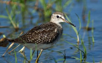 Tringa glareola Linnaeus, 1758 鷹斑鷸