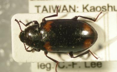 Basanopsis curvipes Gebien, 1913 蜘腳擬榖盜