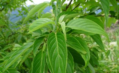 Swida macrophylla 梜木