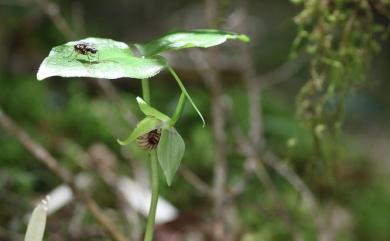 Cypripedium debile Rchb.f. 小喜普鞋蘭