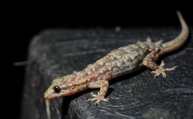 Hemidactylus bowringii Stejneger, 1907 無疣蝎虎