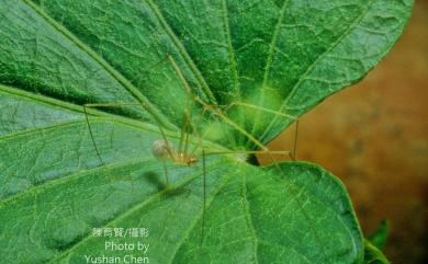 Spermophora senoculata Dugès, 1836 廣六眼幽靈蛛