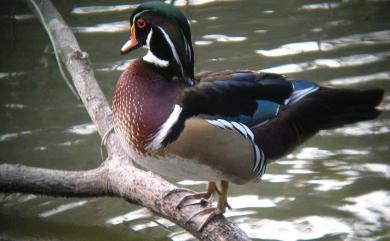 Nettapus coromandelianus (Gmelin, 1789) 棉鴨