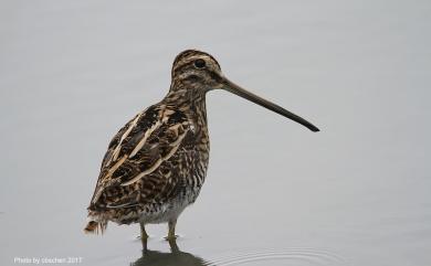 Gallinago gallinago gallinago (Linnaeus, 1758) 田鷸