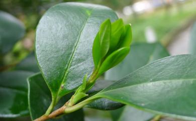 Ligustrum liukiuense Koidz. 日本女貞