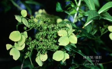 Hydrangea angustipetala Hayata 狹瓣八仙花