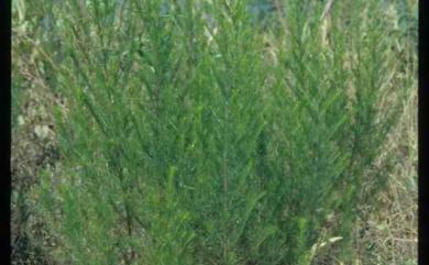 Artemisia capillaris Thunb. 茵陳蒿