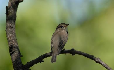 Muscicapa dauurica dauurica Pallas, 1811 寬嘴鶲