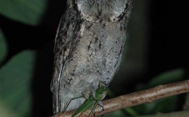 Otus lettia glabripes 領角鴞