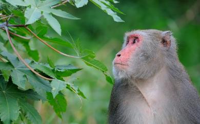 Macaca cyclopis Swinhoe, 1863 臺灣獼猴