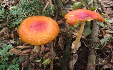 Amanita hemibapha (Berk. & Br.) Sacc. 花柄橙紅鵝膏菌