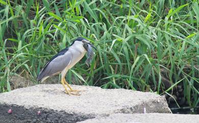 Nycticorax nycticorax (Linnaeus, 1758) 夜鷺