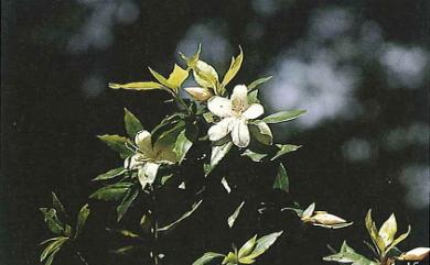 Rhododendron ovatum var. ovatum 馬銀花