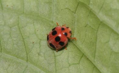 Rodolia sexnotata (Mulsant, 1850) 六斑紅瓢蟲
