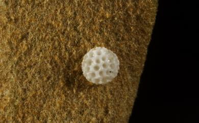 Tajuria yajna caerulea Nire, 1920 褐翅青灰蝶