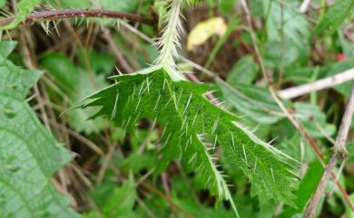 Girardinia diversifolia (Link) Friis 蠍子草
