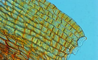 Bryum petelotii Ther. & Henry, 1928 培鐵真苔