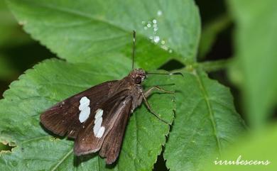 Notocrypta feisthamelii arisana Sonan, 1930 連紋袖弄蝶(臺灣亞種)