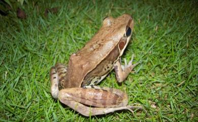 Hylarana guentheri (Boulenger, 1882) 貢德氏赤蛙
