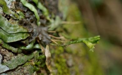 Taeniophyllum complanatum Fukuy. 扁蜘蛛蘭