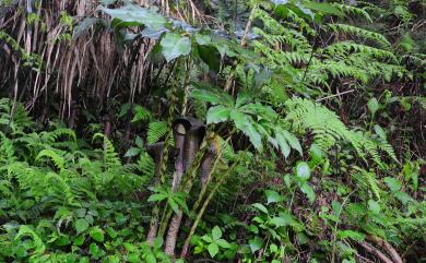 Arisaema taiwanense var. taiwanense J. Murata 蓬萊天南星