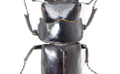 Falcicornis pieli mochizukii (Miwa, 1937) 望月鍬形蟲