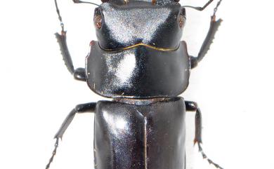 Dorcus mochizukii (Miwa, 1937) 望月鍬形蟲