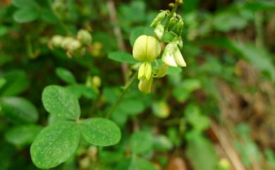 Crotalaria elliptica Roxb. 雙子野百合