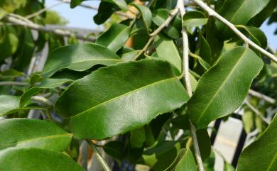 Liodendron formosanum 臺灣假黃楊