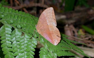 Discophora sondaica tulliana Stichel, 1905 方環蝶