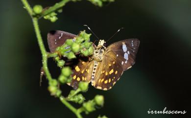 Celaenorrhinus ratna Fruhstorfer, 1908 小星弄蝶