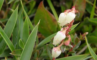 Gaultheria itoana 高山白珠樹