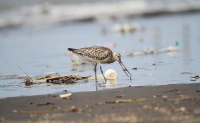 Limosa lapponica baueri 斑尾鷸