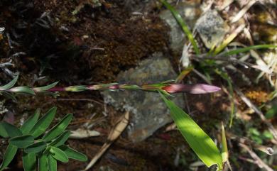 Gentiana arisanensis Hayata 阿里山龍膽