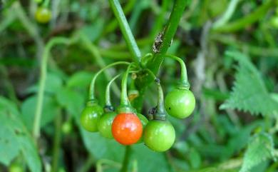 Tubocapsicum anomalum (Franch. & Sav.) Makino 龍珠