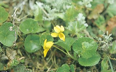 Viola biflora 雙黃花堇菜