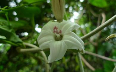 Argyreia formosana Ishig. ex T.Yamaz. 鈍葉朝顏