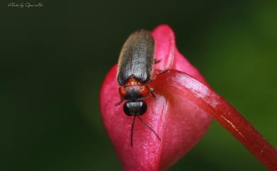 Luciola curtithorax Pic, 1928 擬紋螢