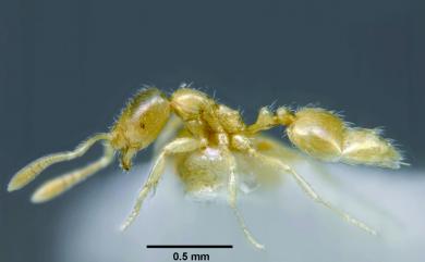Syllophopsis sechellensis (Emery, 1894) 開墾單家蟻