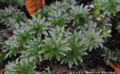 Rhodobryum giganteum (Schwaegr.) Paris, 1898 暖地大葉苔