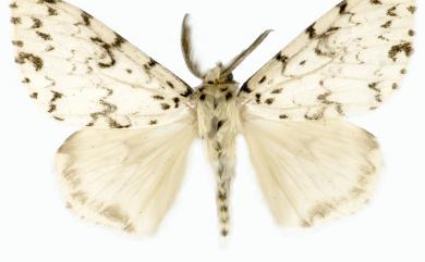 Lymantria monacha Linnaeus, 1758 細紋絡毒蛾