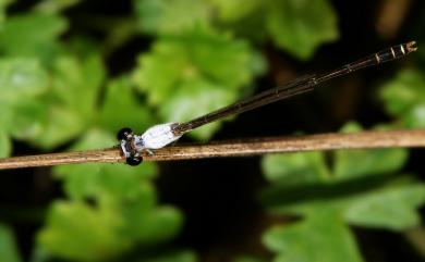 Agriocnemis femina oryzae 白粉細蟌