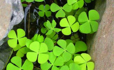 Marsilea minuta L. 田字草