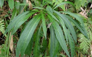 Lobelia seguinii H.Lév. & Vaniot 大本山梗菜