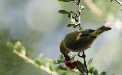 Zosterops japonicus Temminck & Schlegel, 1847 日菲繡眼