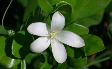 Murraya paniculata 千里香