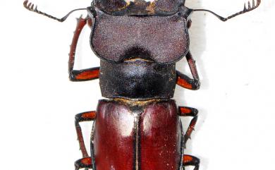 Lucanus swinhoei Parry, 1874 姬深山鍬形蟲